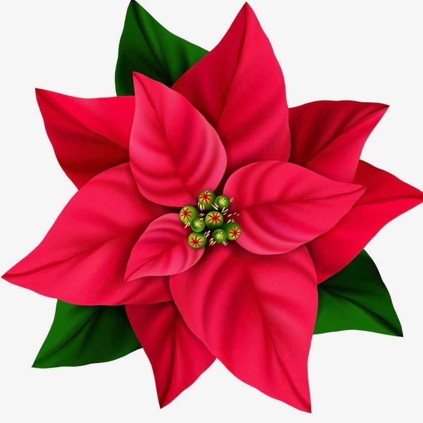 2025 Poinsettia Regatta event image